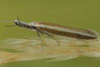 Pleurota aristella