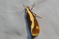 Harpella forficella