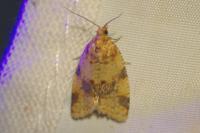 Epagoge grotiana