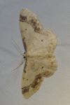 Idaea trigeminata