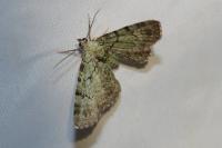 Pasiphila rectangulata