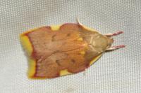 Carcina quercana