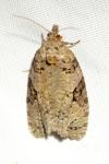 Apotomis semifasciana