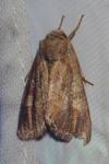 Lacanobia oleracea
