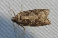 Cnephasia