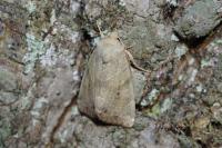 Cosmia trapezina