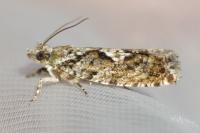 Zeiraphera isertana