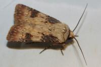 Agrotis puta