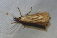 Chrysoteuchia culmella
