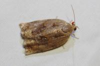 Archips crataegana