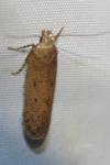Bryotropha