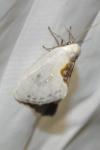 Cilix hispanica