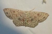Cyclophora pendularia