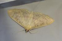 Patania ruralis