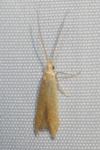 Coleophora