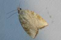 Aleimma loeflingiana
