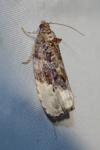 Hedya nubiferana