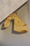 Gandaritis pyraliata