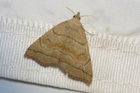 Herminia tarsicrinalis