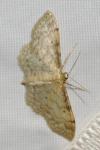 Idaea fuscovenosa