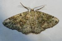 Cleorodes lichenaria