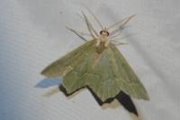 Hemithea aestivaria
