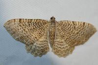 Rheumaptera undulata