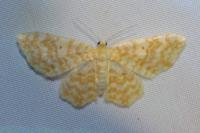 Hydrelia flammeolaria