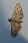 Gymnoscelis rufifasciata
