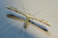Adaina microdactyla