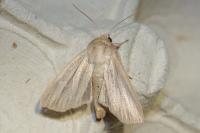 Mythimna pudorina