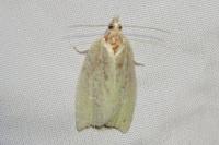 Tortrix viridana