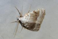 Meganola albula