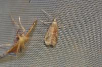 Ephestia elutella/woodiella