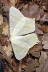 Ourapteryx sambucaria