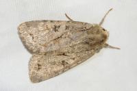 Fissipunctia ypsillon
