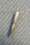 Argyresthia retinella