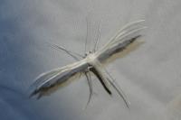 Pterophorus pentadactylus