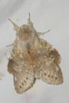 Stauropus fagi