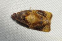 Ditula angustiorana