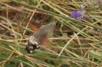 Macroglossum stellatarum