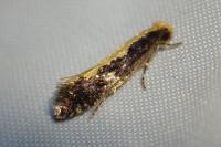 Monopis crocicapitella