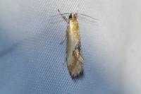 Batia lunaris