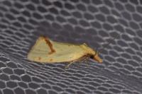 Agapeta hamana