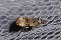 Endothenia gentianaeana/marginana/oblongana
