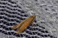 Tischeria