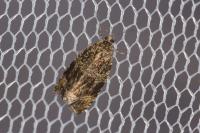 Celypha lacunana