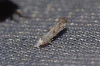 Paraswammerdamia albicapitella