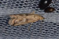 Pempelia genistella