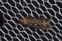 Gelechia sororculella